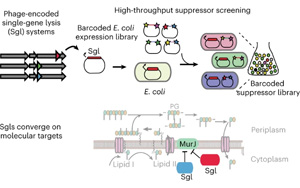 一個全新的抗生素世界！Nature子刊報道單個噬菌體蛋白特性研究新方法