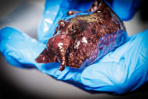 Checco手持加利福尼亞海兔，一種海蛞蝓