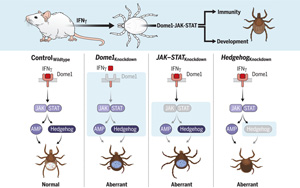 Science突破性發(fā)現(xiàn)：寄生蟲免疫和發(fā)育的謎團(tuán)