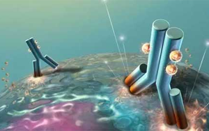 不可錯過的標(biāo)簽抗體，優(yōu)選西寶生物