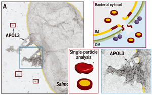 Science發(fā)現(xiàn)！細(xì)胞竟然也有“潔癖”，能自產(chǎn)“洗滌劑”，讓細(xì)菌無處遁逃