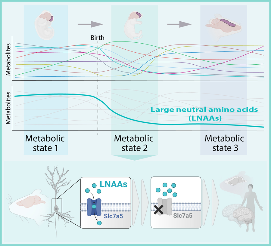 科學(xué)家們?cè)u(píng)估了小鼠大腦發(fā)育過(guò)程中大腦皮層代謝物組成的變化