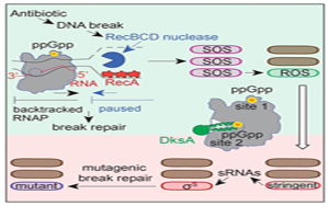 Molecular Cell令人驚訝的發(fā)現(xiàn)：導(dǎo)致抗生素耐藥性的第一步