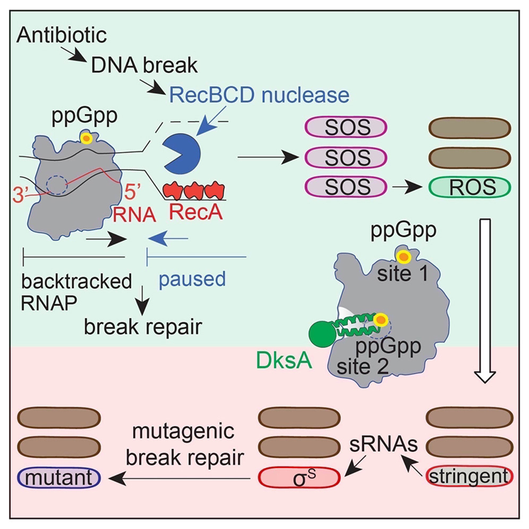 ppGpp與RNA聚合酶（RNAP）在兩個(gè)位點(diǎn)的結(jié)合