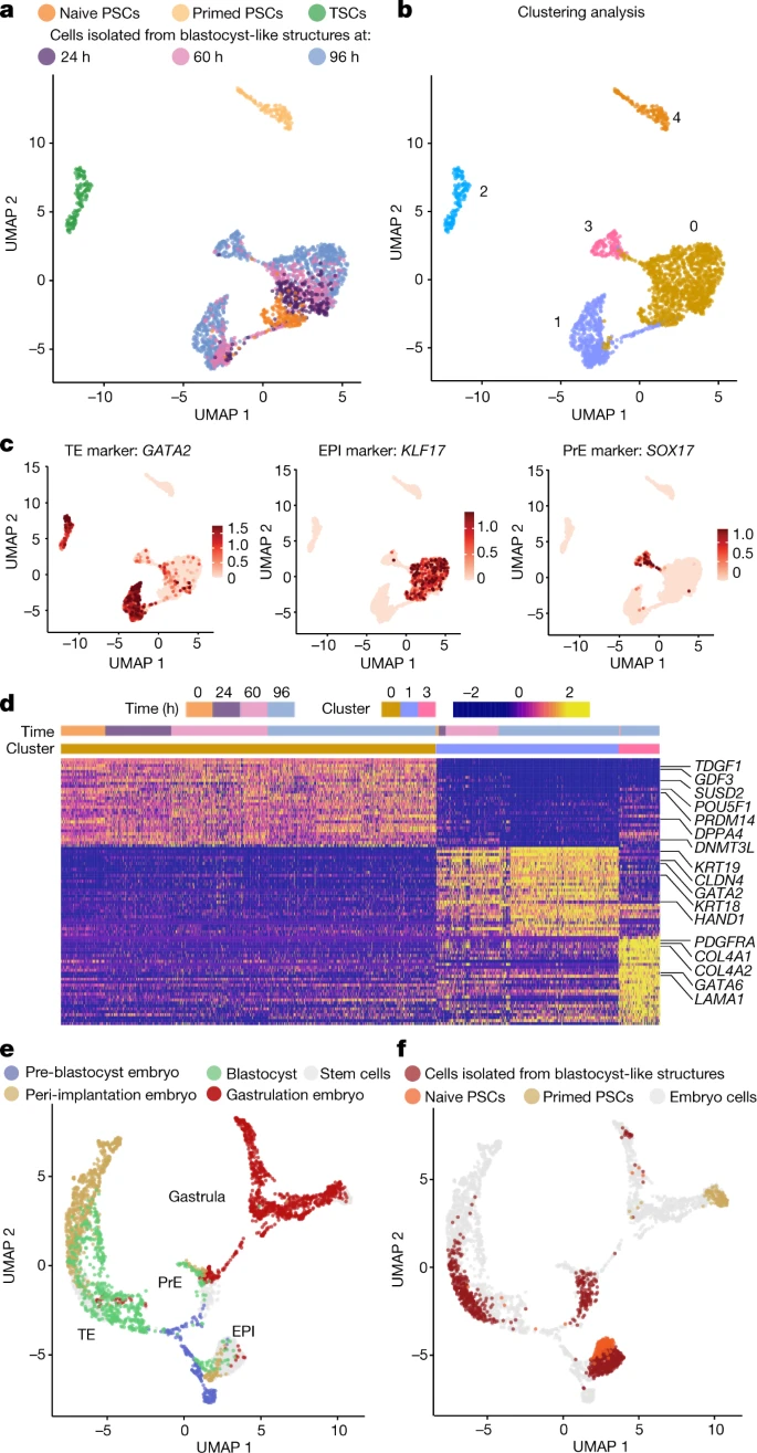人類(lèi)胚泡樣結(jié)構(gòu)形成三種植入前譜系的類(lèi)似物