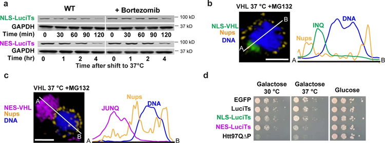 在不同類型的壓力和不同的客戶端蛋白質(zhì)之間發(fā)生的空間隔離