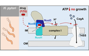 Cell發(fā)現(xiàn)幽門螺桿菌的一個(gè)弱點(diǎn)：讓細(xì)胞喪失呼吸能力