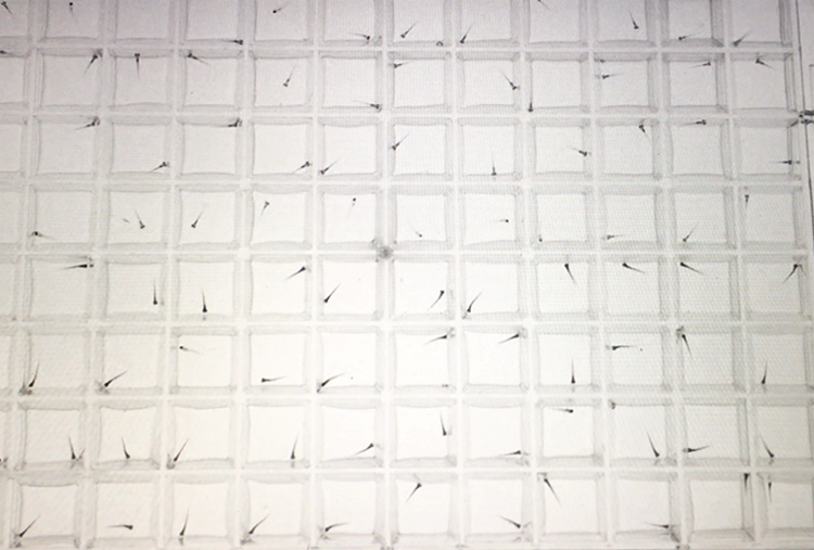 在96孔板中檢測了數(shù)千只斑馬魚幼魚