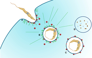不破不立？Science子刊揭示：遭遇致命打擊時，癌細(xì)胞如何“吃自己”求生