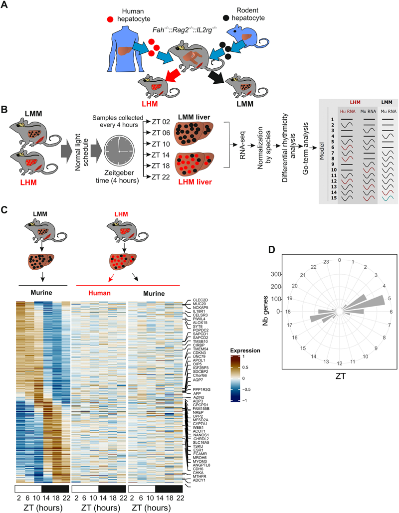 人肝細(xì)胞的移植影響肝臟節(jié)律性基因的表達(dá)