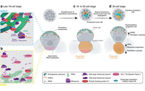 Nature子刊：RNA引導機制驅動細胞命運