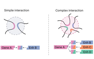 Nature Methods：研究復雜基因組相互作用