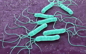 毫無下限！“網(wǎng)紅菌”幽門螺桿菌新“罪證”再曝光！竟能削弱腫瘤免疫治療