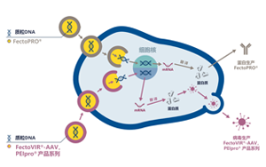 GMP級轉(zhuǎn)染試劑，為您提供高產(chǎn)量的病毒、蛋白類工業(yè)生產(chǎn)用轉(zhuǎn)染試劑