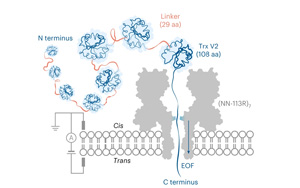單蛋白納米孔法檢測(cè)翻譯后修飾