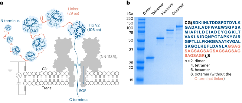 Trx連接子多聯(lián)體經(jīng)電滲驅(qū)動易位穿過蛋白質(zhì)納米孔