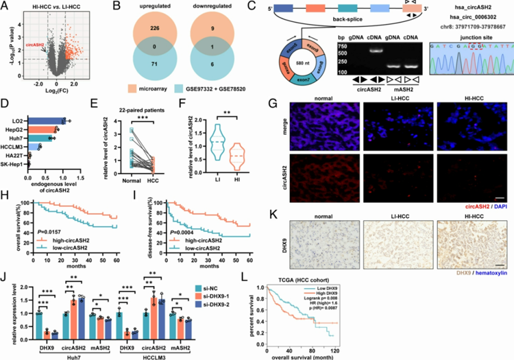 微陣列分析發(fā)現(xiàn)circASH2在HCC中具有轉(zhuǎn)移抑制作用，并受DHX9調(diào)節(jié)