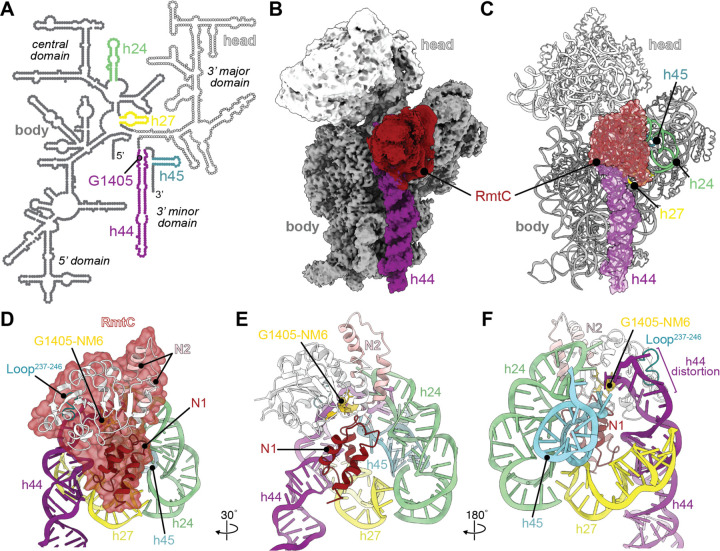 RmtC與保護(hù)性16S rRNA三維表面結(jié)合。