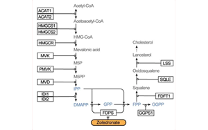 Nature：利用CRISPR，終于弄清楚了一種獨(dú)特的免疫細(xì)胞是如何識(shí)別并摧毀腫瘤的