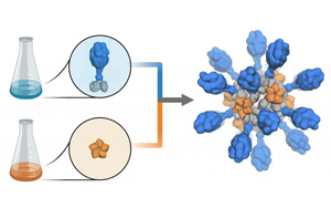 支持重組蛋白疫苗研發(fā)、生產(chǎn)的試劑解決方案