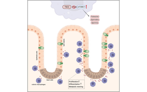Cell子刊揭示免疫與腸道的復(fù)雜關(guān)系：首次證明巨噬細(xì)胞在腸道細(xì)胞更新中的核心作用