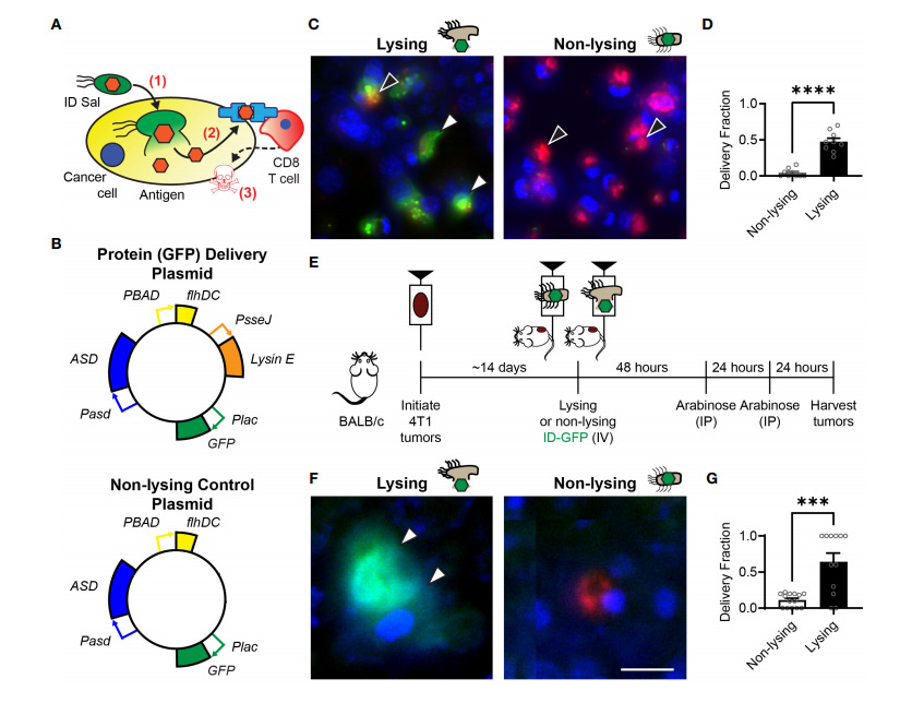 細(xì)胞內(nèi)遞送（ID）沙門(mén)氏菌將抗原沉積到腫瘤細(xì)胞中