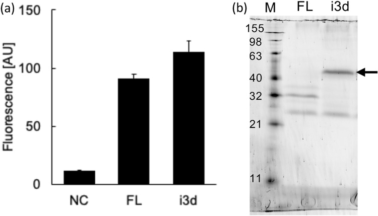 全長(zhǎng)H3R（FL）和缺失I3L的H3R（i3d）在釀酒酵母YB1菌株中的表達(dá)
