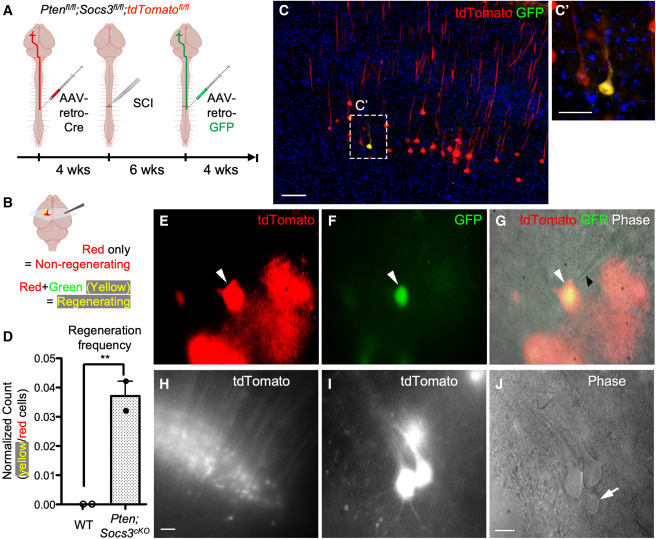 通過深度單細(xì)胞RNA測序技術(shù)，研究脊髓損傷后皮質(zhì)脊髓束（CST）神經(jīng)元的再生能力