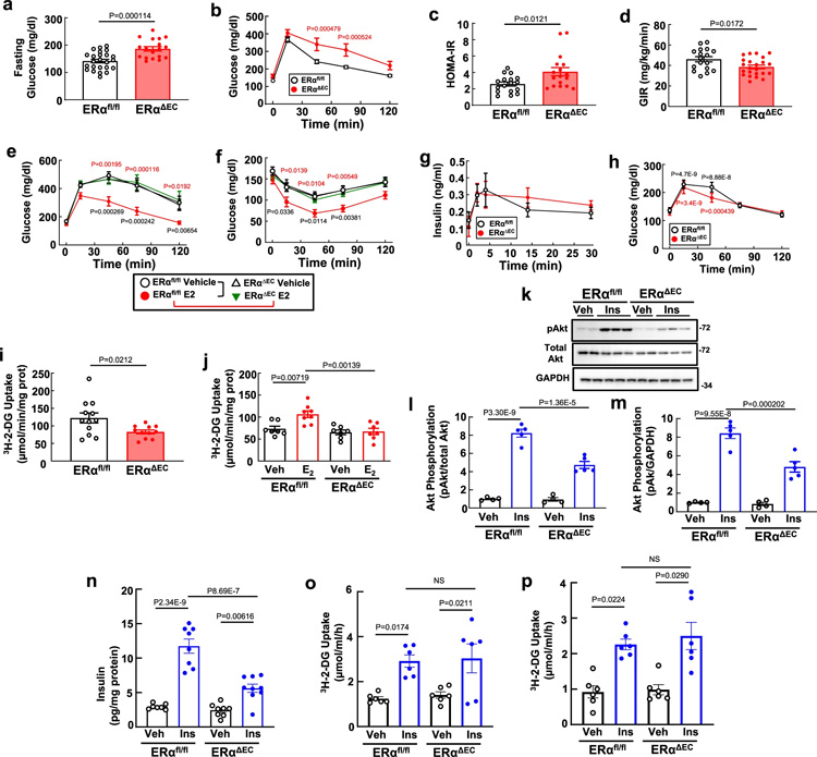 ERα通過增強(qiáng)胰島素向骨骼肌的輸送來改善葡萄糖耐受和胰島素敏感性
