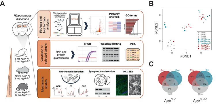 轉錄組分析鑒定了Aβ誘導的小鼠App敲除海馬基因和通路的改變