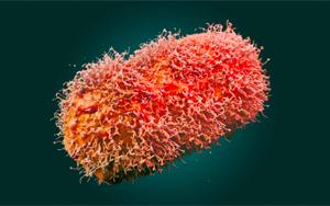 Science新證據(jù)：猴痘病毒由于持續(xù)的人際傳播而不斷進化