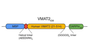 Nature：參與神經(jīng)化學(xué)物質(zhì)(如血清素和多巴胺)運動的轉(zhuǎn)運蛋白結(jié)構(gòu)