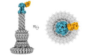 Cell：新的抗體能中和耐藥細菌