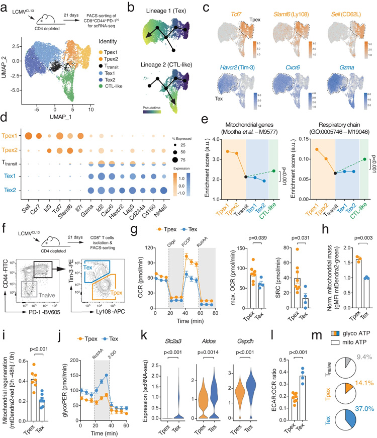 T細胞耗竭的特征是代謝重編程
