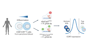 CRISPR高通量篩選鑒定可增強癌癥T細胞治療的主調(diào)控因子