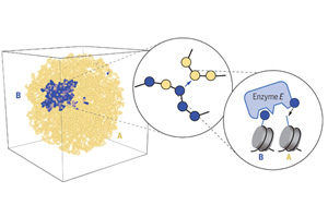 Science解答謎題：細(xì)胞分裂時(shí)如何保持細(xì)胞身份