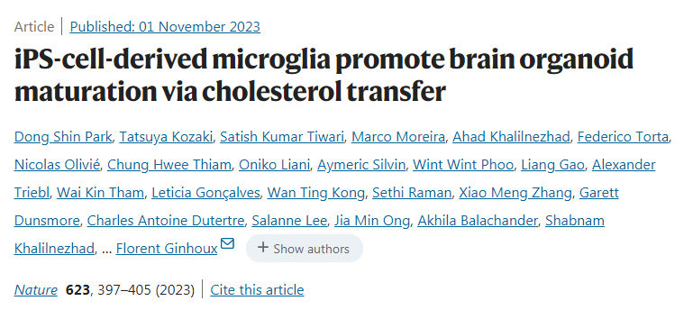 ips細(xì)胞衍生的小膠質(zhì)細(xì)胞通過(guò)膽固醇轉(zhuǎn)移促進(jìn)腦類(lèi)器官成熟