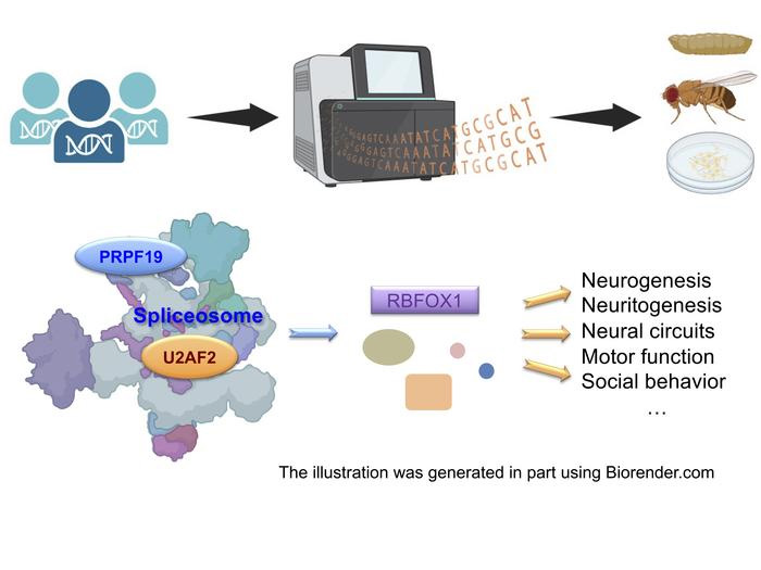 前信使核糖核酸剪接是一個(gè)高度協(xié)調(diào)的過(guò)程