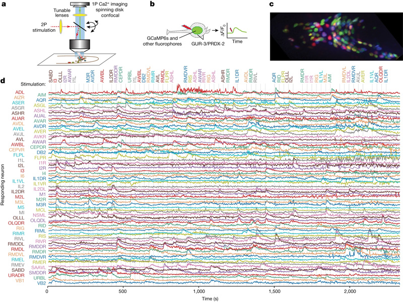 測量神經(jīng)觸發(fā)和神經(jīng)網(wǎng)絡(luò)反應(yīng)