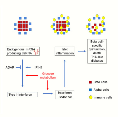 胰腺β細(xì)胞中有缺陷的RNA編輯會(huì)導(dǎo)致內(nèi)源性雙鏈RNA的積累，導(dǎo)致腸間反應(yīng)、炎癥和胰島破壞