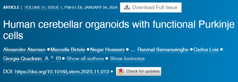 具有功能性浦肯野細(xì)胞的人類小腦類器官
