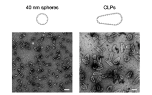 《Nature》HIV-1的衣殼像細(xì)胞的貨物受體一樣進(jìn)入細(xì)胞核