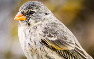 一個(gè)物種是如何變成許多物種的?科學(xué)家已經(jīng)證實(shí)了達(dá)爾文的假說(shuō)