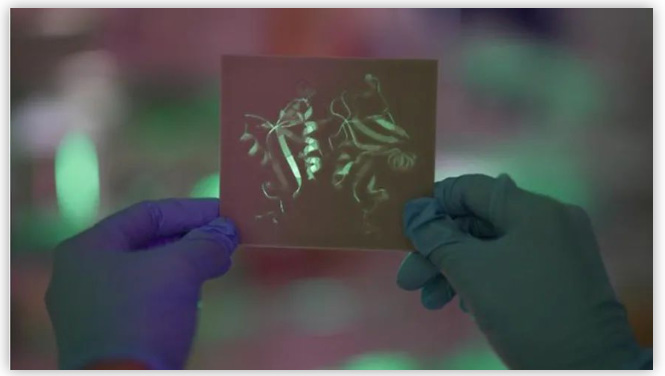 DECTIN-1蛋白質(zhì)結(jié)構(gòu)的3D打印