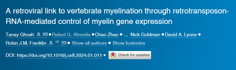 逆轉(zhuǎn)錄病毒通過(guò)逆轉(zhuǎn)錄轉(zhuǎn)座子RNA介導(dǎo)的髓鞘基因表達(dá)控制與脊椎動(dòng)物髓鞘形成的聯(lián)系