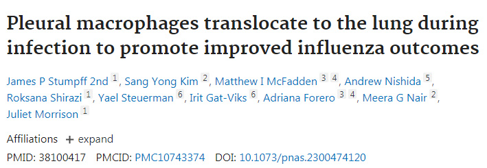 胸膜巨噬細(xì)胞在感染時(shí)轉(zhuǎn)移到肺部，促進(jìn)流感的改善