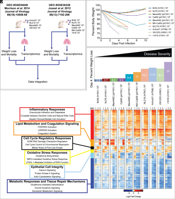 通過(guò)炎癥、代謝、細(xì)胞周期和組織修復(fù)基因表達(dá)的宿主反應(yīng)差異來(lái)區(qū)分流感疾病