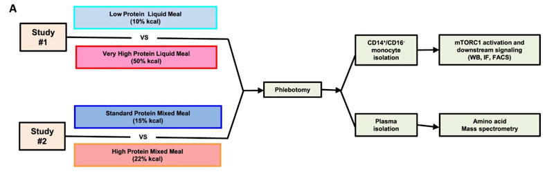 #1研究評估了極限攝入液態(tài)餐中蛋白質(zhì)對單核細(xì)胞mTORC1激活和下游功能的影響。