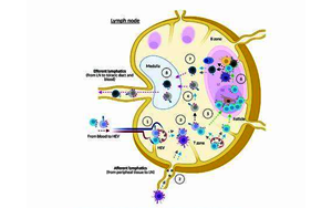 接種疫苗反應(yīng)低為何與睡眠時(shí)間短相關(guān)？研究揭示睡眠刺激免疫系統(tǒng)的分子機(jī)制