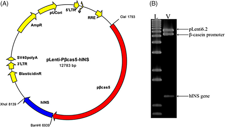 構建用于乳腺特異性人胰島素表達和限制性圖譜分析的慢病毒載體示意圖